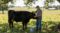 Iowa Cattle Leader Shares Advice For Next Generation